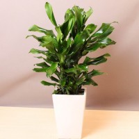 菲律宾铁