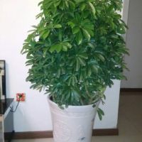 招财树