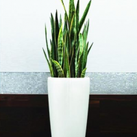 虎皮兰