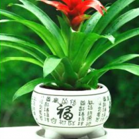 凤梨